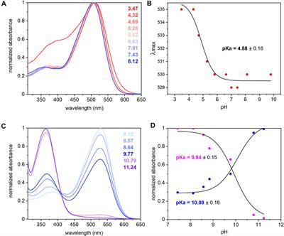 The Photoreaction of the Proton-Pumping Rhodopsin 1 From the Maize Pathogenic Basidiomycete Ustilago maydis